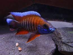 Eureka Red Peacock Cichlid Fish