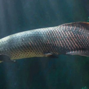 Buy Arapaima Gigas Fish 