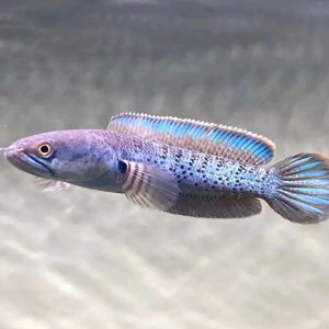 Buy Assamese Snakehead Fish