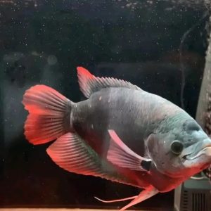 Buy Giant Gourami Fish