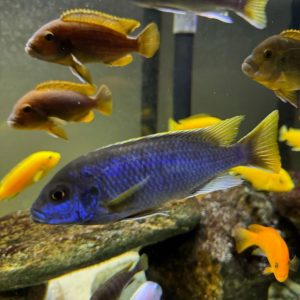 Buy Yellow-tail acei Fish