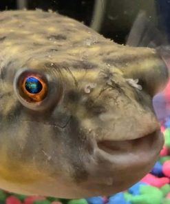 Buy Dwarf Puffer Fish