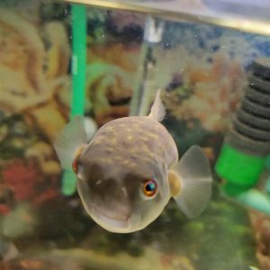 Buy Dwarf Puffer Fish