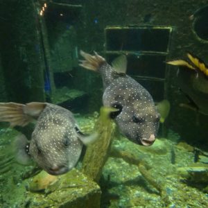 White-spotted puffer Fish