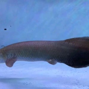 Buy Arapaima Leptosoma