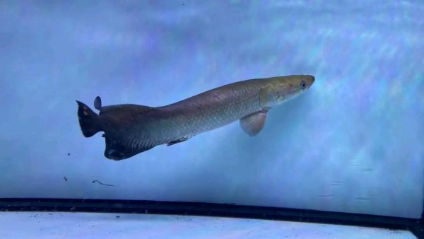 Buy Arapaima Leptosoma