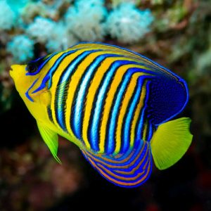 Buy Regal angelfish