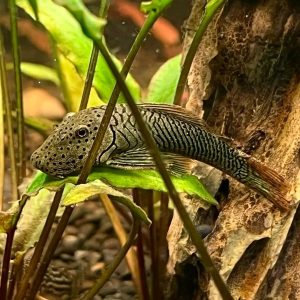 Buy Rubber Lip Pleco