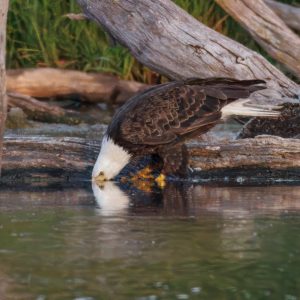 Reflections on the Water: A Majestic Encounter with the Bald Eagle