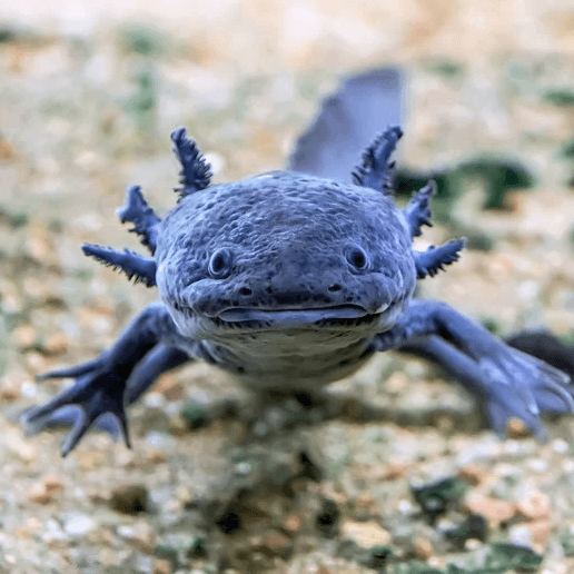 brown_axolotl Brown Axolotl