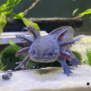 Wild Coloured Axolotl