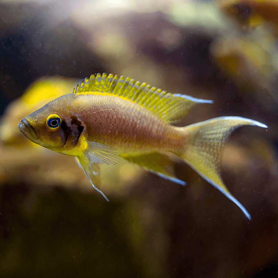 fairy_cichlid Fairy Cichlid