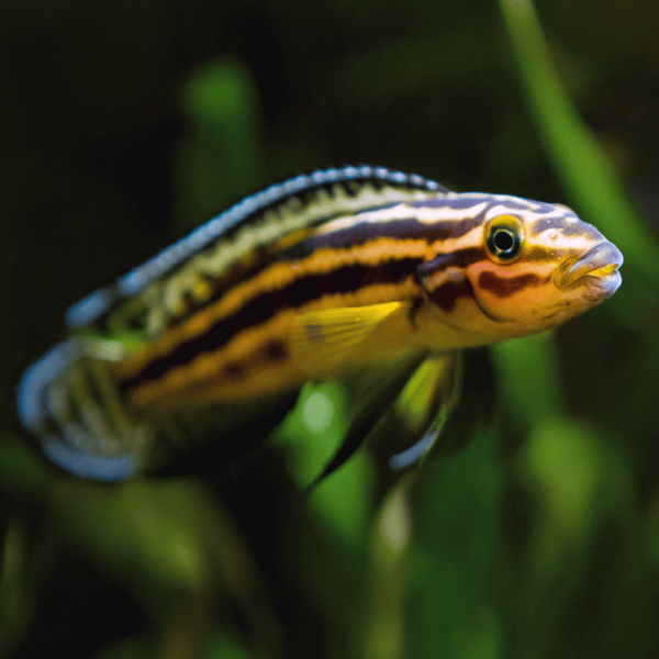 Gold Julie Cichlid