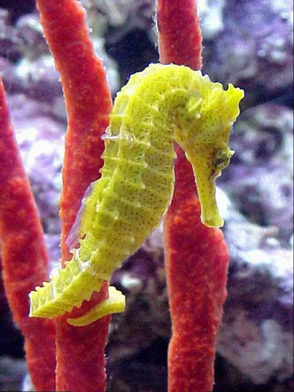 Sunburst Seahorse