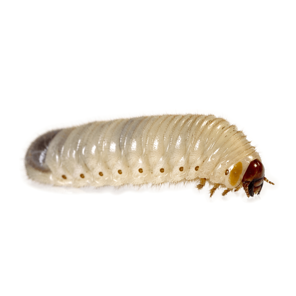 Live Pachnoda Fruit Beetle Grubs