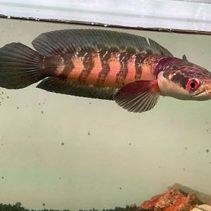 Channa Red Marulioides