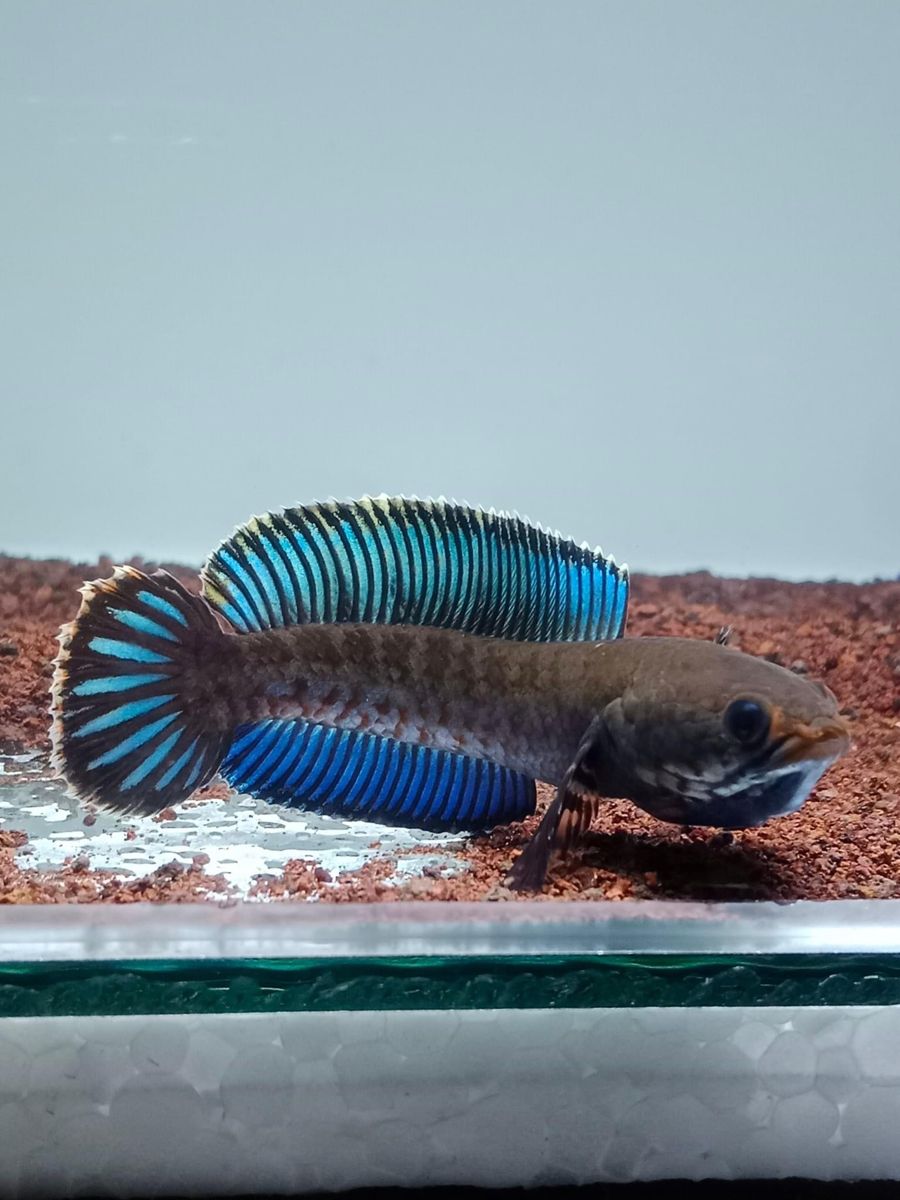 Channa Andrao Channa Andrao