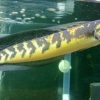 Channa Yellow Riau