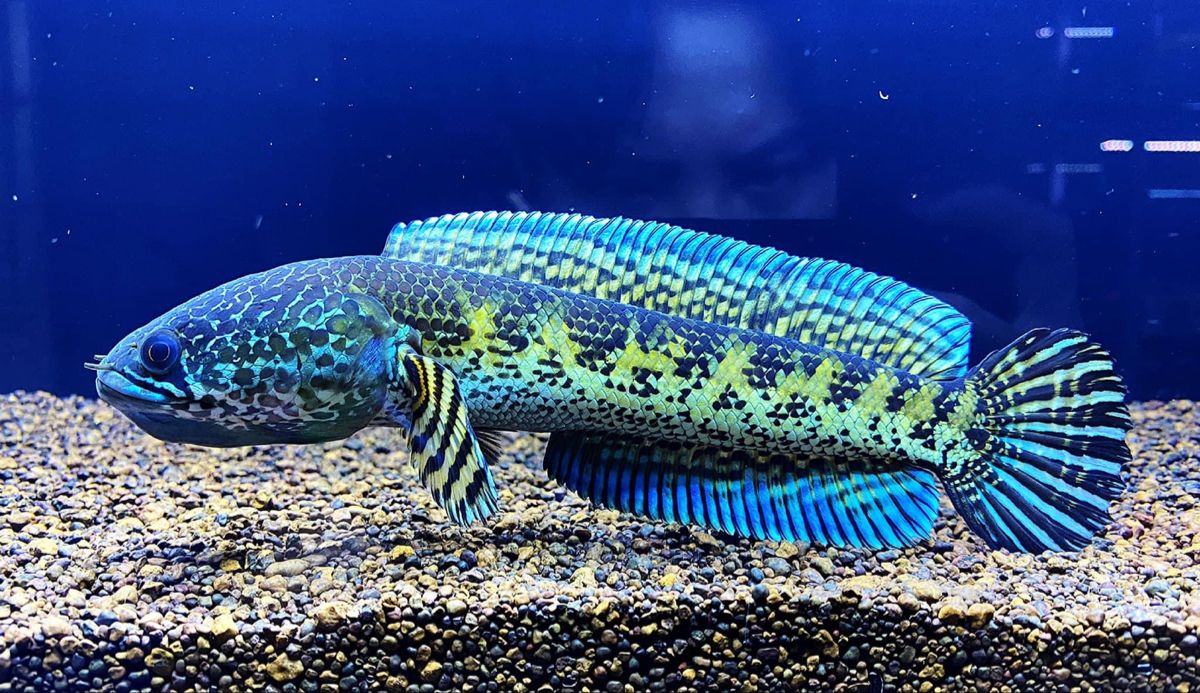 Channa Auranti Channa Auranti