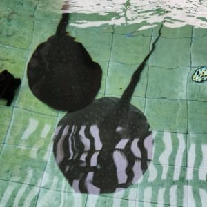 Antenna Stingray Plesiotrygon