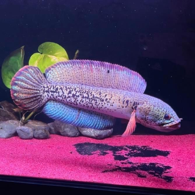 Channa Barca Channa Barca