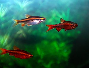 Cherry Barbs