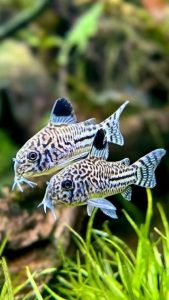 Corydoras Catfish