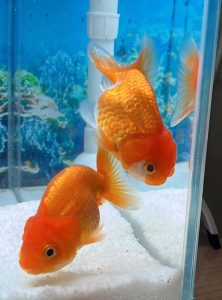 Goldfish