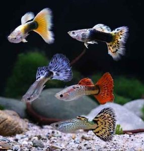 Guppies