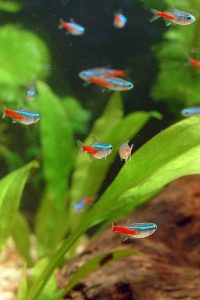 Neon Tetras