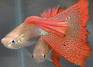 Platies