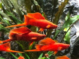 Swordtails