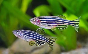 Zebra Danios