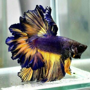 Siamese Fighting Fish