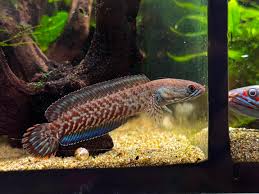 Channa Red Andrao Channa Red Andrao