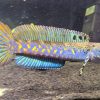 Channa Pulchra