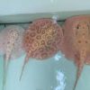 Freshwater Albino Pearl Stingray