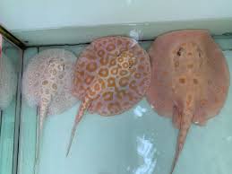 Freshwater Albino Pearl Stingray