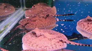 Potamotrygon Fish