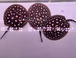 Freshwater High Grade Albino Black Diamond Polka Dot Stingray Potamotrygon Leopoldi