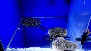 Freshwater High Grade Black Diamond Polka Dot Stingray