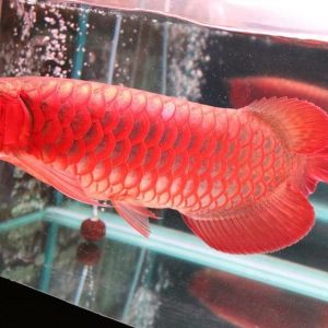 super red arowana 8cm