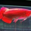 short super red arowana