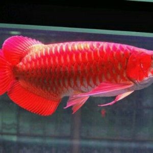 short super red arowana