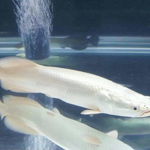 Platnuim arapimas