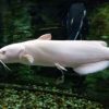 Albino catfish