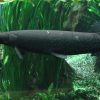Alligator Gar