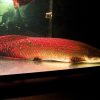 Female Arapaima Gigas fish 9cm