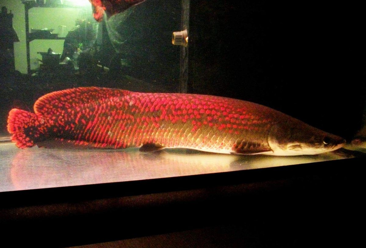 Female Arapaima Gigas fish 9cm Female Arapaima Gigas fish 9cm