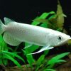 Platinum Arowana